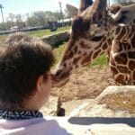 down_syndrome_giraffe