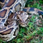 20_ft_burmese_python