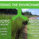 abiotic_factor_canister