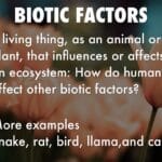 abiotic_factor_learn_to_make_spear