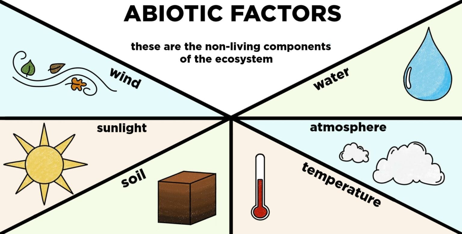 Abiotic Factor Water Purifier A Comprehensive Guide to Staying Hydrated