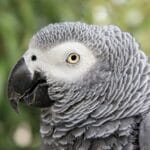 african_grey_parrot_age_expectancy