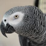african_grey_parrot_age_expectancy