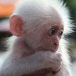 albino_chimp