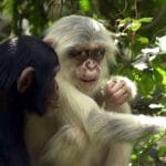 albino_chimpanzee