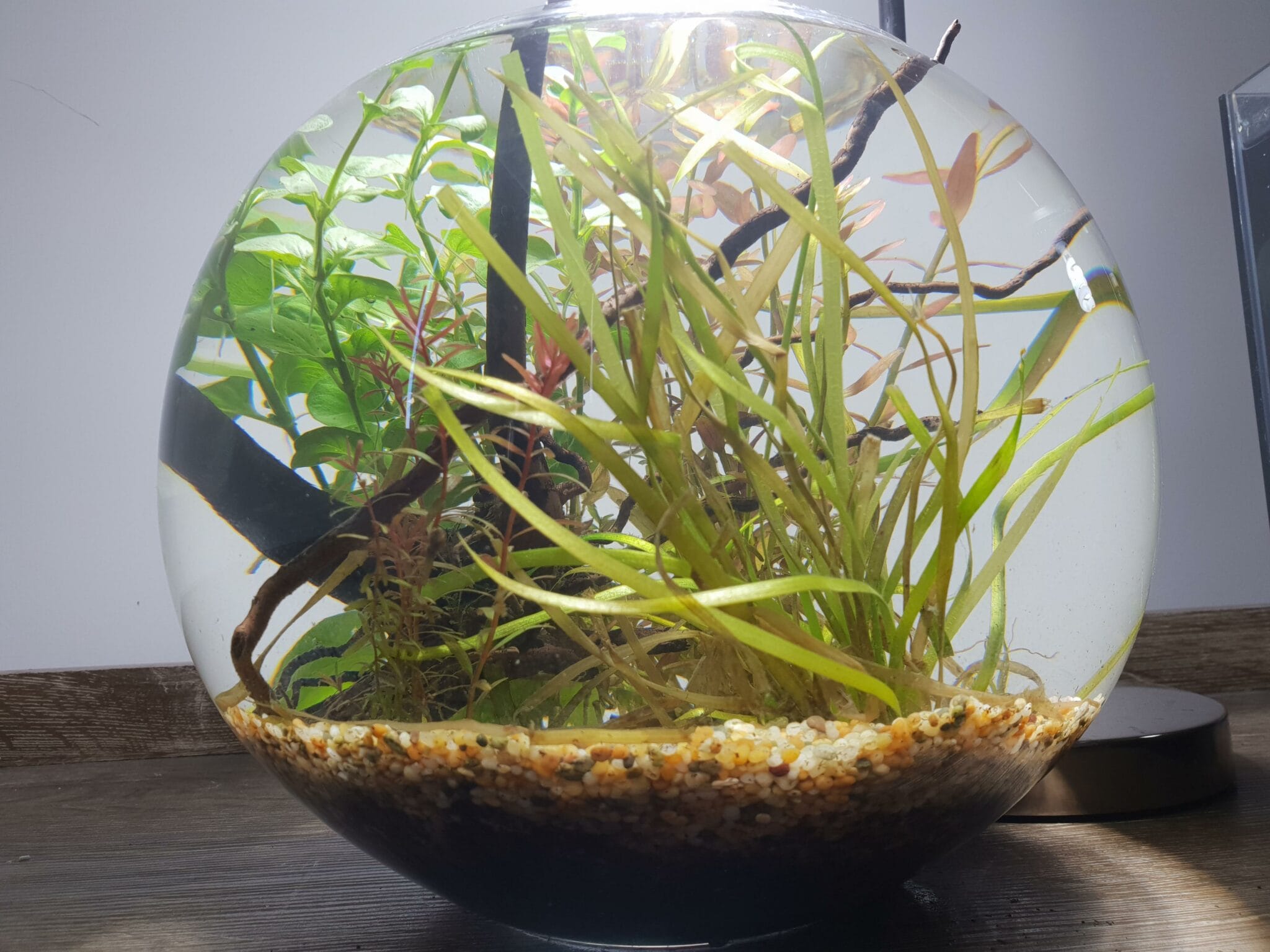 Title Allosaurus Unraveling the Mysteries of the Different Lizard