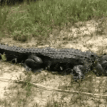 alligator_gar_bite