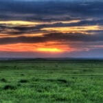 america_grassland_amo