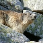 animals_in_alpine_biomes