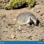 are_armadillos_blind