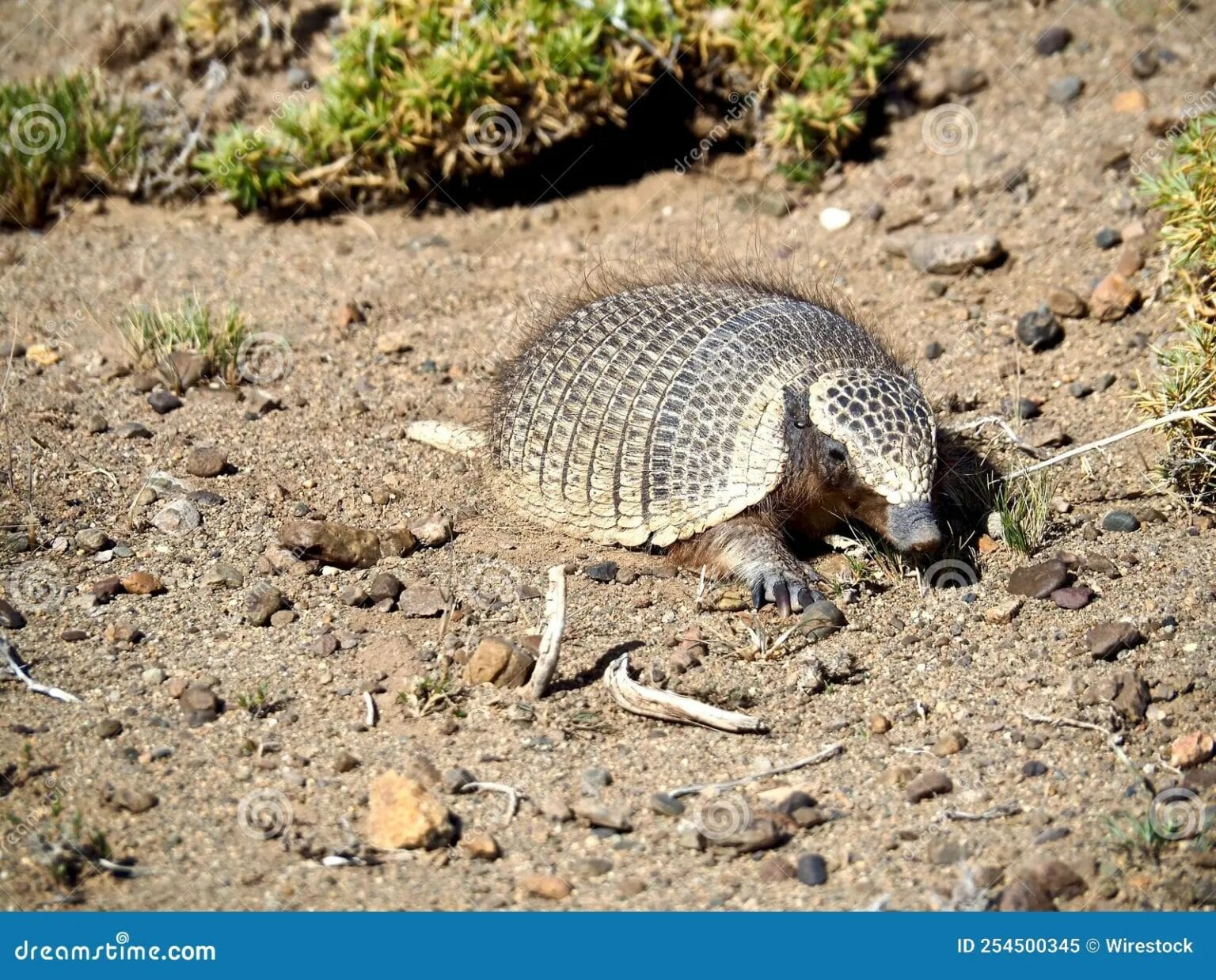 Are Armadillos Blind Are Armadillos Blind