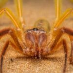 are_camel_spiders_venomous