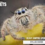 are_jumping_spiders_venomous