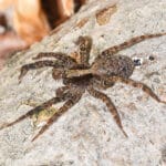 are_wolf_spiders_harmful