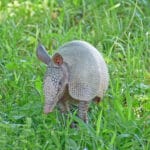 armadillos_in_georgia