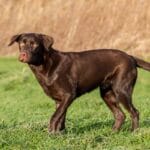 average_lifespan_of_a_labrador_retriever