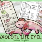 axolotl_life_cycle
