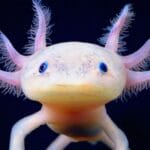 axolotl_life_expectancy
