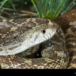 az_gopher_snake