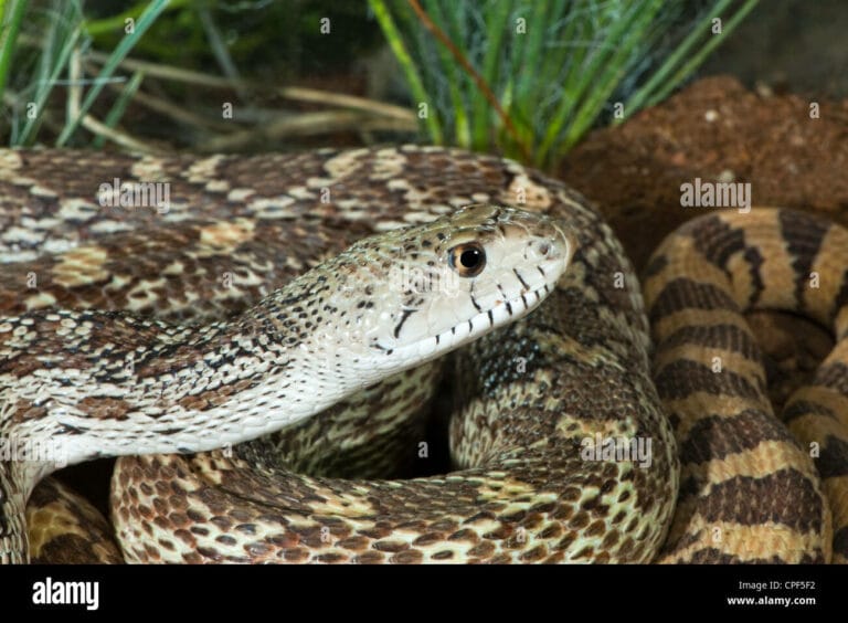 The Arizona Gopher Snake: A Complete Guide to Identification, Behavior ...