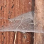 barn_funnel_weaver_spider