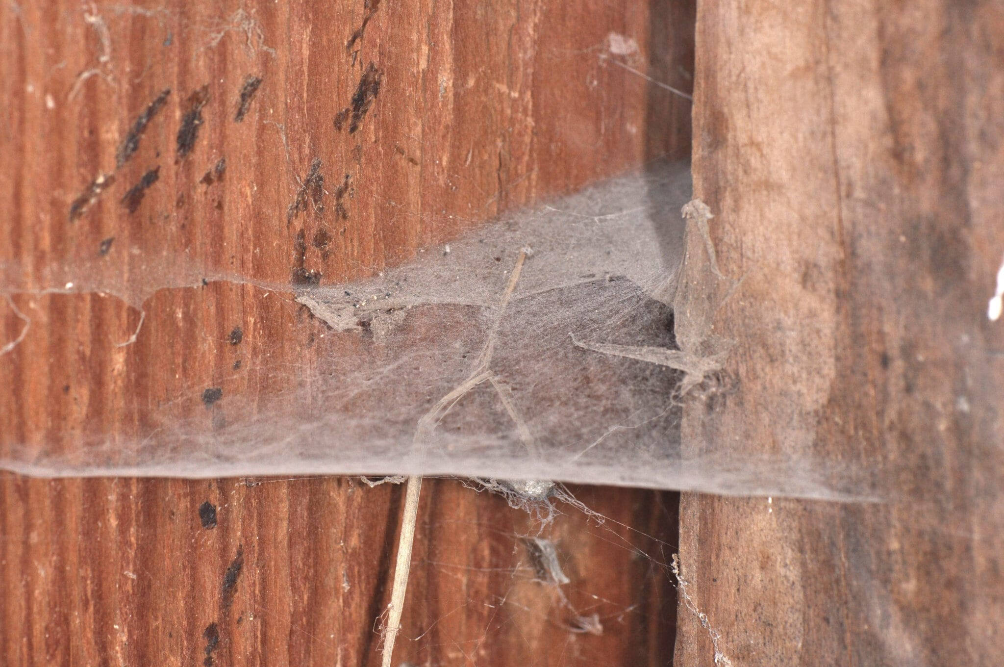 Barn Funnel Weaver Spiders A Complete Guide to Identification and