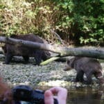bear_with_tapeworms