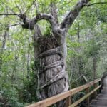 big_cypress_bend_boardwalk