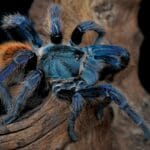 blue_cobalt_tarantula