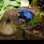 blue_poison_dart_frog_dendrobates_azureus