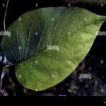 bodark_tree