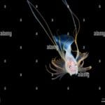 bony_eared_assfish