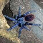 brazilian_blue_tarantula