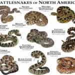 breeds_of_rattlesnakes