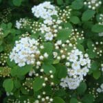 bridal_spirea_plants