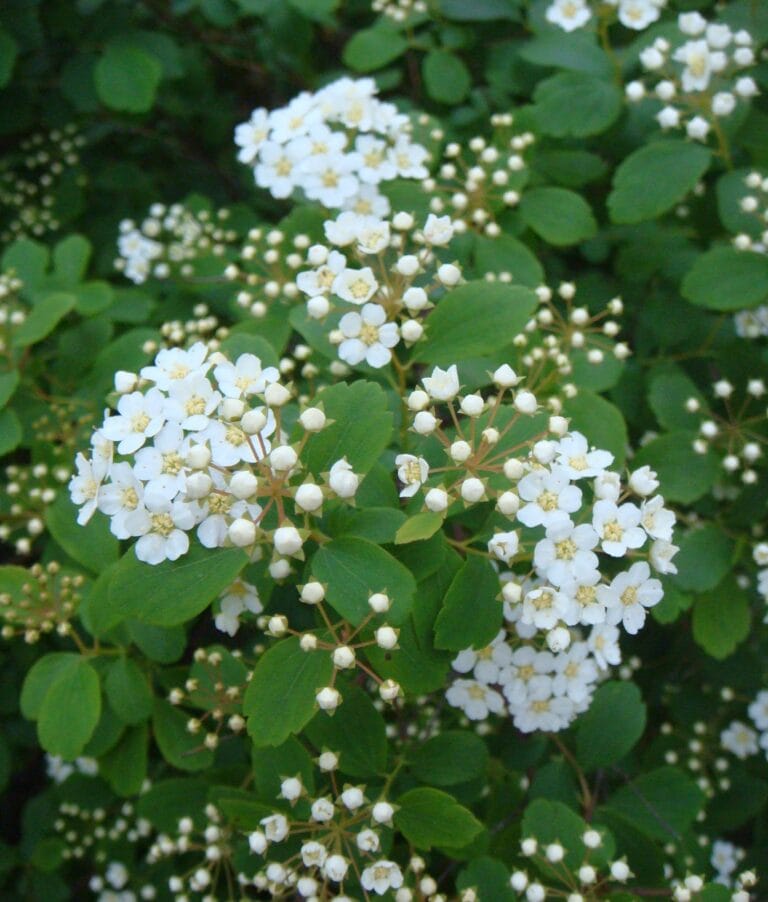 The Complete Guide to Growing and Caring for Bridal Spirea Plants