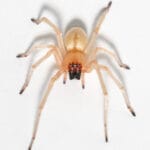 broad_faced_sac_spider