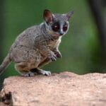 bushbaby_for_sale