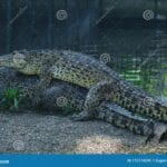 can_alligators_and_crocodiles_mate