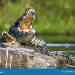 can_alligators_and_crocodiles_mate