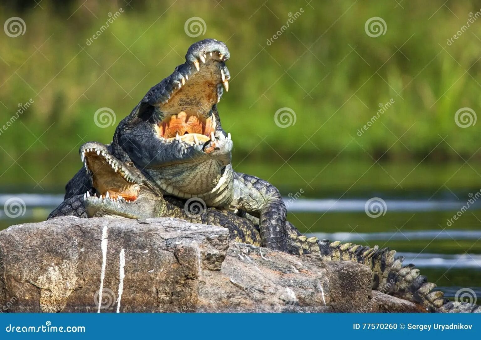 Can alligators and crocodiles mate unraveling the truth about hybrids