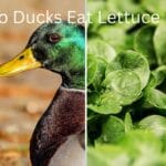 can_ducks_eat_crustaceans
