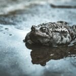 can_frogs_breathe_underwater