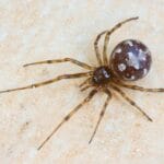 can_spiders_poo