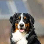 cattle_dog_life_expectancy