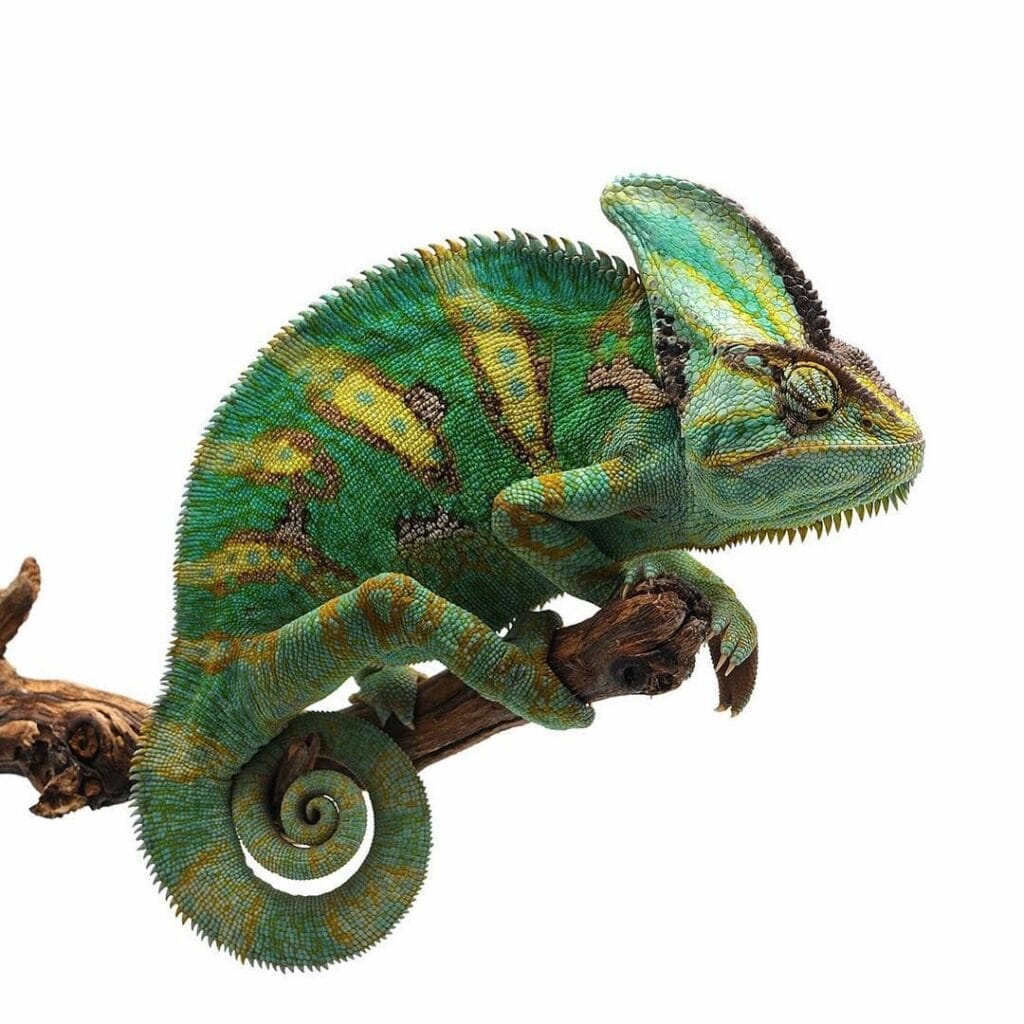 Do Frogs Really Give You Warts? Unveiling the Truth