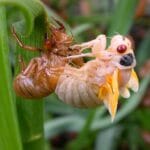 cicada_nymph