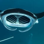 cloak_of_the_manta_ray