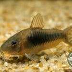 corydoras_cory_catfish
