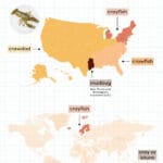 crayfish_and_crawdads